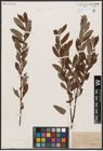 Foto von Salix aurita L. x Salix purpurea L.